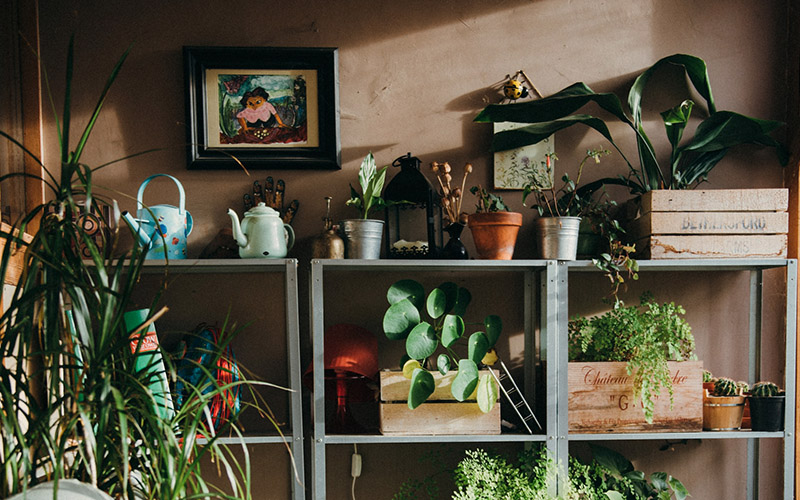 A collection plants on steel shelves in a conservatory